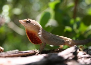 This lizard had good timing!  He posed just as I snapped the picture.